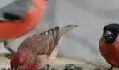 "ЗИМУЮЩИМ ПТИЦАМ НАШУ ЗАБОТУ"